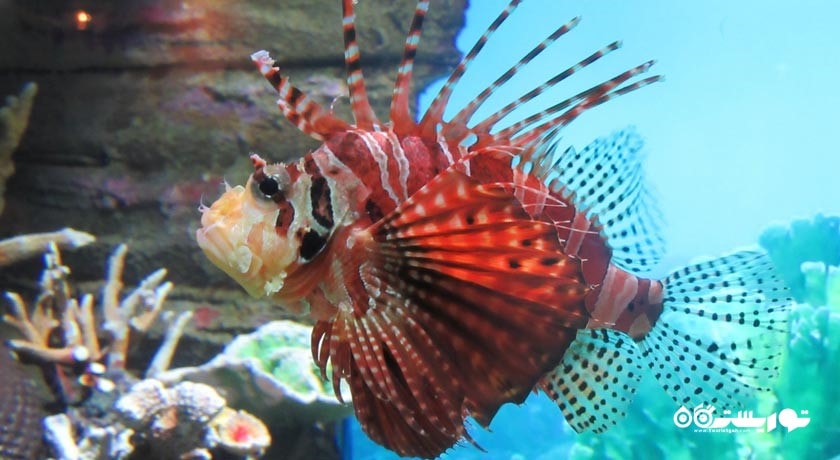 آکوآریا کی ال سی سی -  شهر کوالالامپور